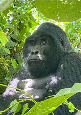 Dublin Departure! 8 day Primate Safari with Gorilla and Chimpanzee Trekking in Uganda!