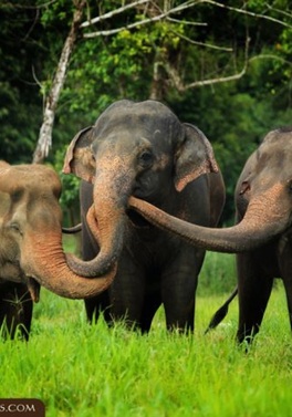 Elephant Hills Jungle Safari  - 3 days