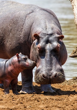 DUBLIN OFFER: Best of Both - Kenya Safari & Mombasa Beach Resort!