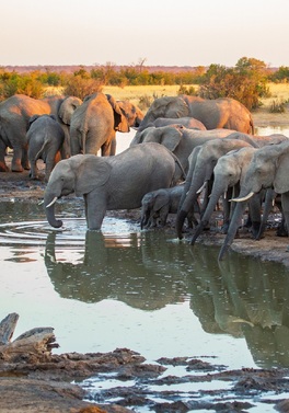 Zimbabwe Luxury Adventure - 3 nights Victoria Falls & 6 nights Tented Safari!