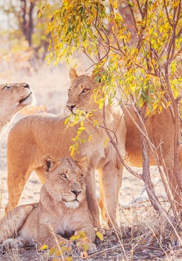 Zimbabwe - 3 nights Victoria Falls & 6 nights Luxury Tented African Safari from Dublin!
