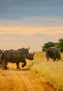 Highlights of Namibia : 14-Day  Self Drive