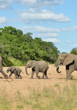 Cape Town Highlights & Big Five Safari