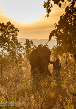 Chiang Mai, Elephant Bush Camp and Bangkok