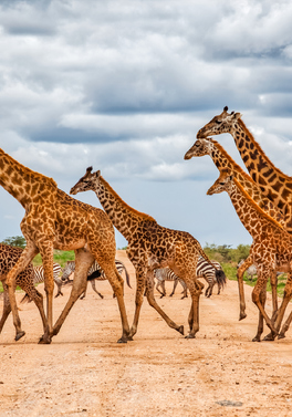 Classic Kenya Safari and Mombasa Beach