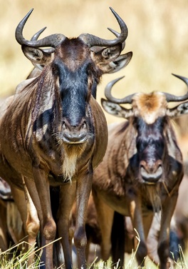 Honeymoon Offer: Serengeti Migration Safari and Zanzibar All Inclusive Beach!