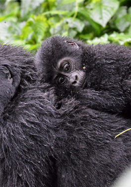 Rwanda 4 Day Gorilla Safari via Kigali