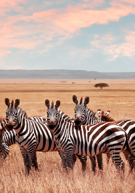 IRELAND OFFER: 7 night Tanzania Safari and 5 nights Zanzibar Beach!