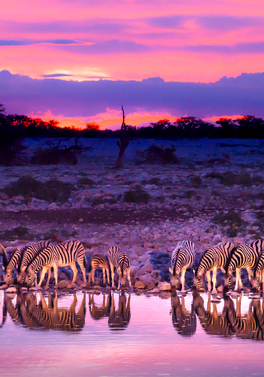7 nights Wild Botswana & 5 nights Luxury Boutique Mauritius!