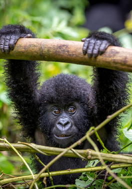 Uganda 4 Day Fly - In Gorilla Safari