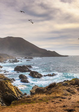 California Coast and Desert Delights!