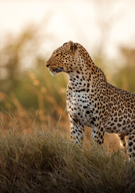 DUBLIN OFFER: Classic Kenya Safari and Mombasa Beach !