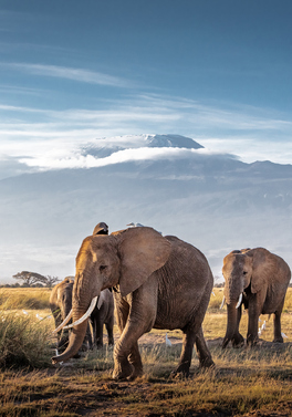IRELAND OFFER: The Best of East Africa - 9 nights Kenya & Tanzania Safari!