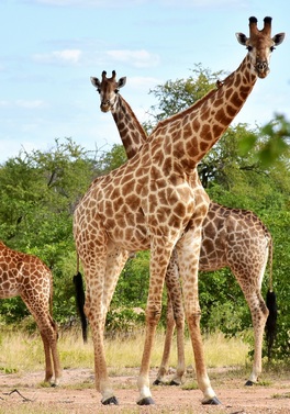 The Big 3 - Cape Town, Kruger Safari & Victoria Falls!