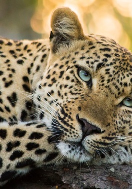 Cape Town with sightseeing & Big Five Safari Adventure!
