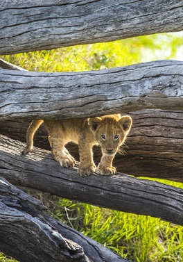 Journey to the Pride Lands - A Family Safari & Beach!