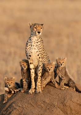 Safari in the Serengeti & a week on the white sands of Zanzibar!