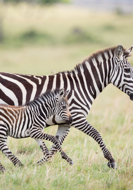 Fly-in Masai Mara Safari & All Inclusive Matemwe Attitude Zanzibar! From Dublin