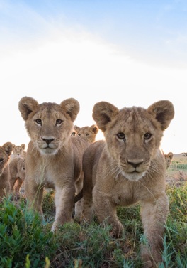 DUBLIN OFFER: Classic Kenya Safari and Mombasa Beach!