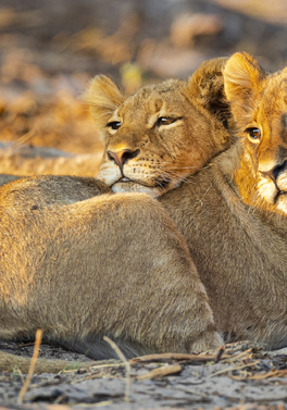 3 night Tanzania safari and 5 night Zanzibar beach stay! n a swim up pool villa!