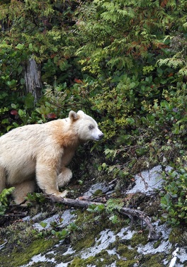 Wild Wonders: Encounter the Rare Majesty of the Spirit Bear!