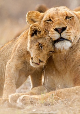 Luxury Cape Town, Kruger Safari and Victoria Falls!