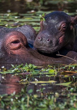 South Africa & Mauritius, Cape Town, Safari & All-Inclusive Beach Resort