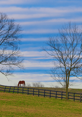 Bourbon, Bluegrass & Horse Country