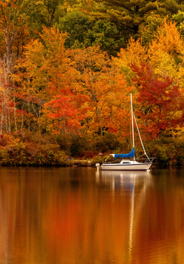 Boston Autumnal Foliage!
