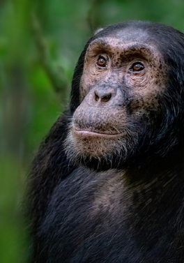 Uganda 8 day Primate Safari