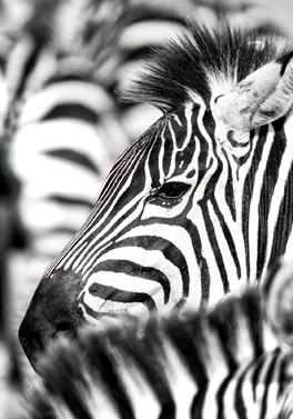3 night Safari and 7 night Mozambique Beach Stay!