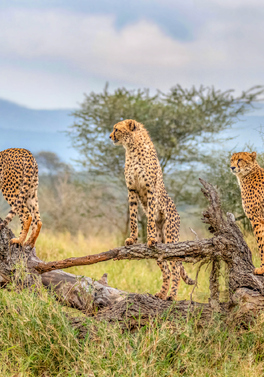 Luxury Cape Town & Kruger! The Best of Both!