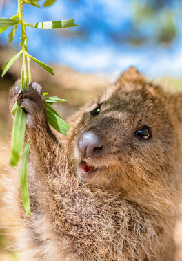 Great Reefs, Luxury Rail and Rare Quokka's