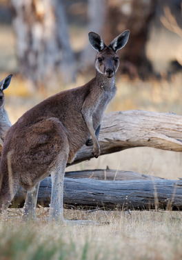 Manchester Departure! Save 15%! Mini Australia Break!