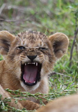 Sarova Panafric