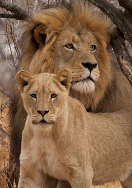 11 nights Luxury Solo South Africa: Cape Town, Iconic Rovos Rail & Safari!