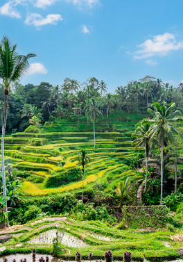 Alila Ubud