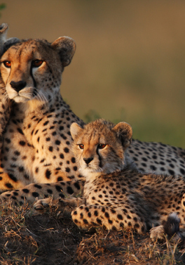 Pre Christmas Luxury Masai Mara Safari & Barefoot Private Zanzibar Island Escape