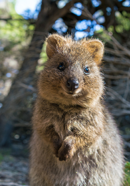 Meet Australia's Native Quokkas!