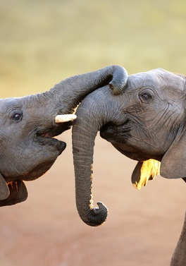 Big Five Eastern Cape Safari with Cape Town!