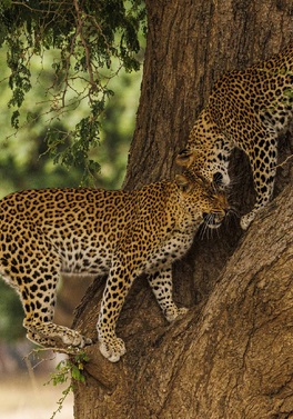 The Wild Heart of Zambia – Mighty Rivers, Vast Plains & Legendary Predators