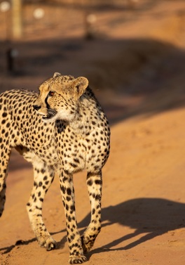 South African Safari, Cape Town & Winelands!