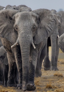 Southern Africa Highlights! Cape Town, Winelands, Victoria Falls & Botswana Safari!