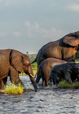 Botswana Safari, Victoria Falls & Mozambique Beach!