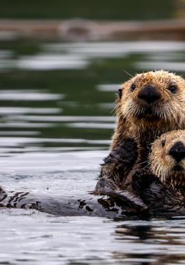 Whales, Sea Otters & the Wild Beauty of Vancouver Island