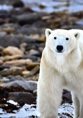 Toronto, Niagara Falls and Churchill Polar Bear Tour