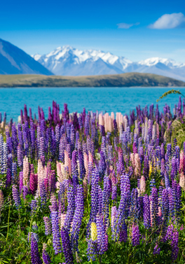 South Island Self drive discovery!
