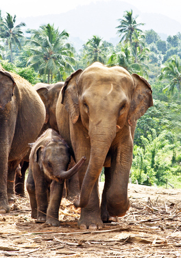 Discover Sri Lanka's wildlife on this 14 night private tour from Dublin!