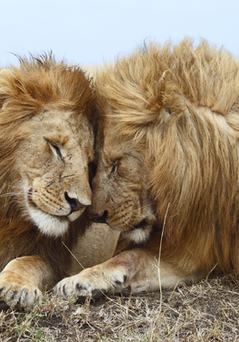 Through The Rift Kenya Safari with All Inclusive Beach Extension!