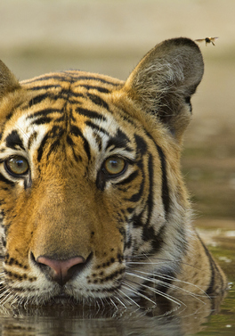 India's Golden Triangle & Tigers of Ranthambore - Taj Hotels